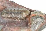 Prone Austerops Trilobite Fossil - Jorf, Morocco #363127-3